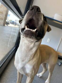 Rescue Mixed Breed Dogs for Adoption in Spring, Texas - Henry | PetCurious