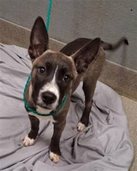 German Shepherd Dog and Mixed Breed Dogs Available for Adoption - BLOSSOM | PetCurious