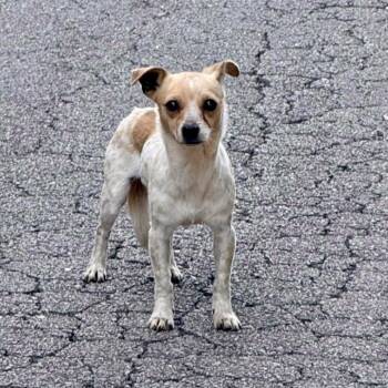 Chihuahua Dogs Available for Adoption in Evensville, Tennessee - Jolie | PetCurious