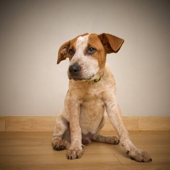 Rescue Cattle Dog and Mixed Breed Dogs for Adoption in Minnetonka, Minnesota - Johnny D66416 | PetCurious