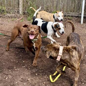 Vero -  Chocolate Labrador Retriever and Mixed Breed Dog for Adoption in Savannah, Georgia - Vero | PetCurious