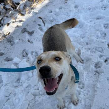 Mixed Breed Dogs Available for Adoption - Sunny | PetCurious