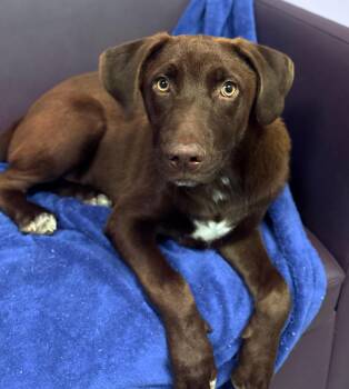 Marcus in NH. Come Meet our Adoptable Dogs Wednesday-Saturday. M -  Labrador Retriever Dog for Adoption in Manchester, New Hampshire - Marcus In NH. Come Meet Our Adoptable Dogs Wednesday-Saturday. M | PetCurious