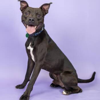 Whoppers -  Terrier and Mixed Breed Dog for Adoption in Portland, Oregon - Whoppers | PetCurious