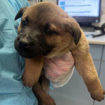 Mixed Breed Dogs Available for Adoption - Bingo | PetCurious