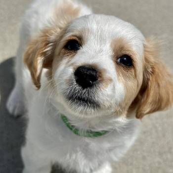 Pizza Puff -  Mixed Breed Dog for Adoption in Matteson, Illinois - Pizza Puff | PetCurious