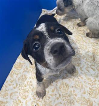ACE -  Mixed Breed Dog for Adoption in Dallas, Texas - ACE | PetCurious