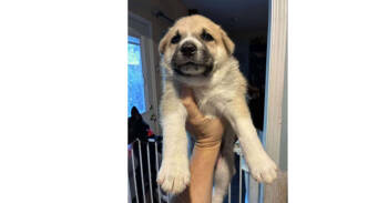 Rescue Labrador Retriever Dogs for Adoption in Dallas, Texas - Sitka's Sweeties: Stuffin | PetCurious