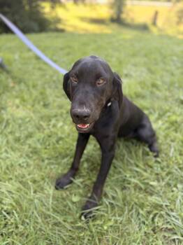 Shania- Transport -  Bloodhound and Mixed Breed Dog for Adoption in Gradyville, Kentucky - Shania- Transport | PetCurious