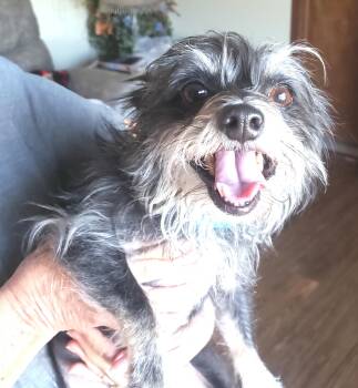 Rachel -  Chihuahua and Yorkshire Terrier Dog Available for Adoption in Altus, Oklahoma - Rachel | PetCurious