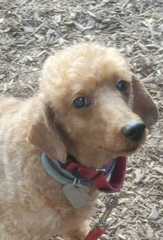 Rescue Poodle Dogs for Adoption in Grantville, Pennsylvania - Tuesday | PetCurious