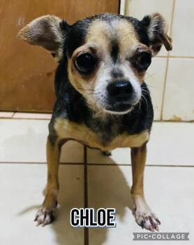 Chloe -  Chihuahua Dog for Adoption in Milford, New Hampshire - Chloe | PetCurious