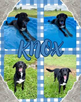 Knox -  Labrador Retriever Dog for Adoption in Hopkinsville, Kentucky - Knox | PetCurious