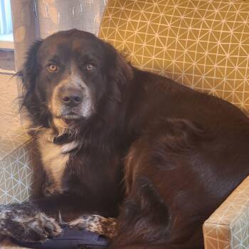 Thor -  Great Pyrenees Dog for Adoption in East Peoria, Illinois - Thor | PetCurious