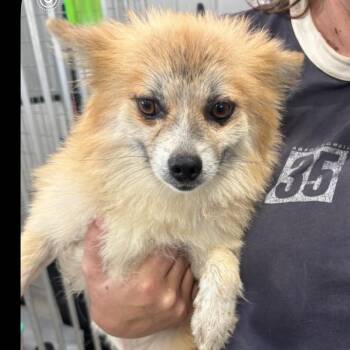 Barnaby -  Pomeranian Dog for Adoption in Normal, Illinois - Barnaby | PetCurious