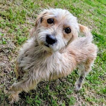 Terrier and Mixed Breed Dogs Available for Adoption in Houston, Texas - Marlyn | PetCurious