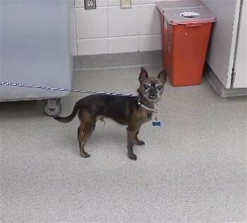 DALLAS -  Chihuahua and Mixed Breed Dog for Adoption in Omaha, Nebraska - DALLAS | PetCurious