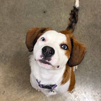 Frannie -  Retriever and Mixed Breed Dog for Adoption in Muncie, Indiana - Frannie | PetCurious