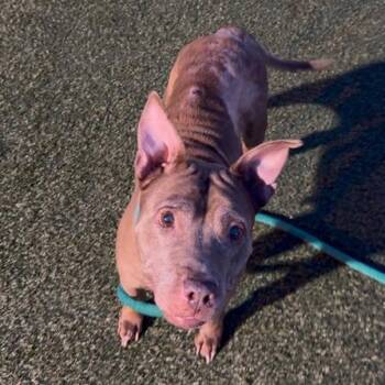Oakley Glasses -  Pit Bull Terrier Dog for Adoption in Philadelphia, Pennsylvania - Oakley Glasses | PetCurious