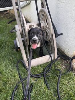 Lucy NY -  Cane Corso and Pit Bull Terrier Dog for Adoption in Rockaway, New Jersey - Lucy NY | PetCurious