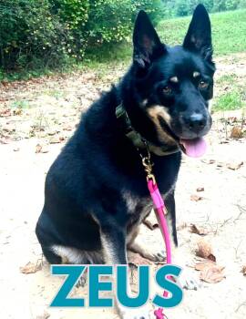 Zeus 2 -  German Shepherd Dog and Husky Dog for Adoption in Shalimar, Florida - Zeus 2 | PetCurious