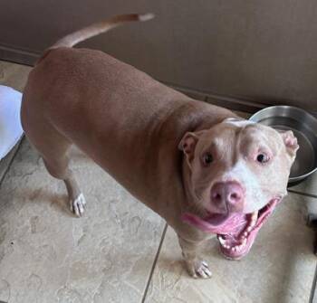 Pit Bull Terrier and Mixed Breed Dogs Available for Adoption in Honolulu, Hawaii - Luna | PetCurious