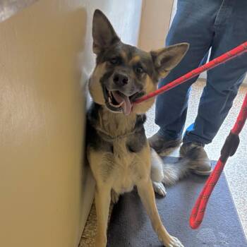Lou Lou -  German Shepherd Dog Dog for Adoption in Chehalis, Washington - Lou Lou | PetCurious