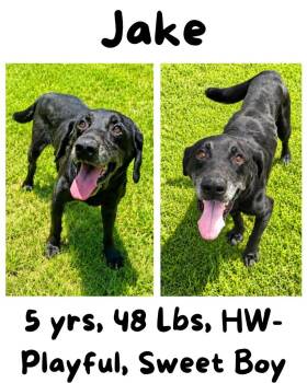 Jake (Middnite) -  Labrador Retriever Dog for Adoption in Albany, Georgia - Jake (Middnite) | PetCurious