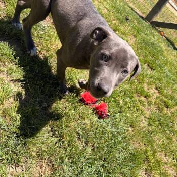 Pit Bull Terrier and Mixed Breed Dogs Available for Adoption in Blairsville, Georgia - Shortcake | PetCurious