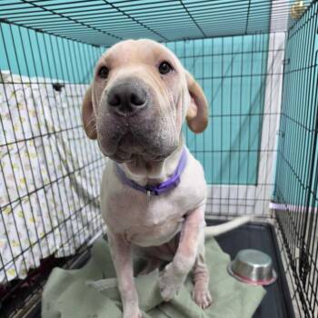Luisa -  Shar Pei Dog for Adoption in Jefferson City, Tennessee - Luisa | PetCurious