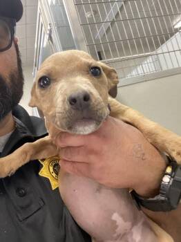 Pit Bull Terrier Dogs Available for Adoption - Pepper | PetCurious