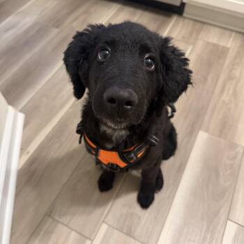 Jax -  Standard Poodle and Black Labrador Retriever Dog for Adoption in Atlanta, Georgia - Jax | PetCurious