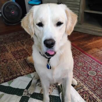 CT Max avail Sept 20 -  Labrador Retriever and Mixed Breed Dog for Adoption in Stormville, New York - CT Max Avail Sept 20 | PetCurious
