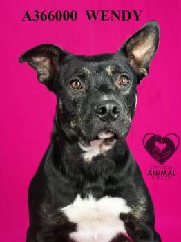 Rescue Pit Bull Terrier Dogs for Adoption in Stockton, California - WENDY | PetCurious