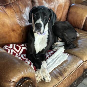 Sammy -  Great Dane Dog Available for Adoption in Erie, Pennsylvania - Sammy | PetCurious