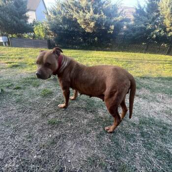 Bambi -  Mixed Breed Dog for Adoption in Chattanooga, Tennessee - Bambi | PetCurious