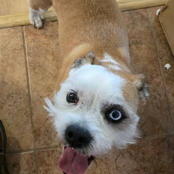 Miniature Schnauzer and Border Terrier Dogs Available for Adoption in Marana, Arizona - WINSTON  | PetCurious