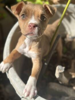 Retriever Dogs Available for Adoption - Bruno Mars  | PetCurious