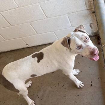 Takatoshi -  American Staffordshire Terrier Dog for Adoption in Edinburg, Texas - Takatoshi | PetCurious