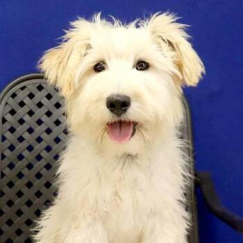 Terrier Dogs Available for Adoption in Fort Davis, Texas - Lily Rose | PetCurious