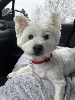Lizzie -  West Highland White Terrier Westie Dog for Adoption in Sumter, South Carolina - Lizzie | PetCurious