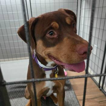 Pit Bull Terrier Dogs Available for Adoption - Ranger | PetCurious