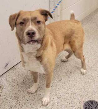 Arlo -  Mixed Breed Dog for Adoption in Kansas City, Missouri - Arlo | PetCurious