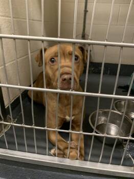 Pit Bull Terrier Dogs Available for Adoption in Indianapolis, Indiana - LILLY | PetCurious