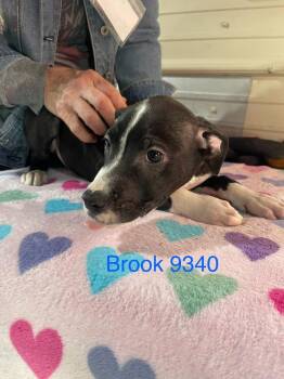 Rook AKA D pup- Brook -  Labrador Retriever and Mixed Breed Dog for Adoption in Warrenton, Missouri - Rook AKA D Pup- Brook | PetCurious