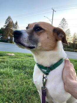 Rescue Hound Dogs for Adoption in Worcester, Massachusetts - Zadie | PetCurious