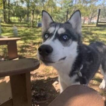 Freya -  Siberian Husky Dog for Adoption in Phoenixville, Pennsylvania - Freya | PetCurious