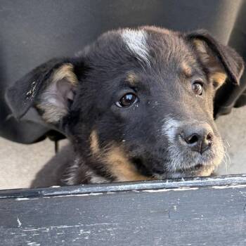 Australian Cattle Dog Blue Heeler and Mixed Breed Dogs Available for Adoption in Fredericksburg, Virginia - Amielynn | PetCurious