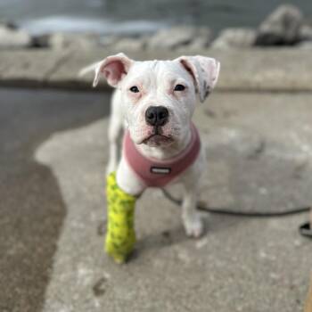 Pit Bull Terrier Dogs Available for Adoption - Demi (DemoDog) | PetCurious