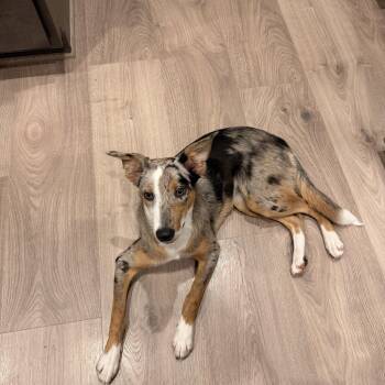 Fergi -  Collie and Australian Shepherd Dog for Adoption in Conroe, Texas - Fergi | PetCurious